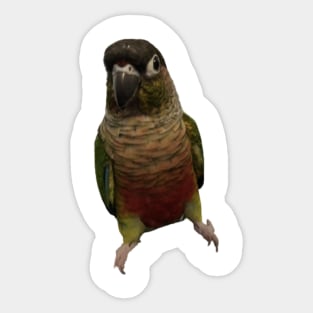 Green Cheek Conure Parrot Bird design, Love for birds Sticker